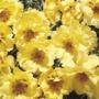 Seminte profesionale Portulaca grandiflora - Flori de piatra - imagine 48769